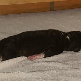 Boy 2 - Parti Poodle puppy in Orangevale, California from Four Aces Poodles