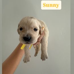 Golden Retriever Puppies from Pheasant Hollow Goldens