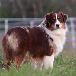 Cole - Australian Shepherd