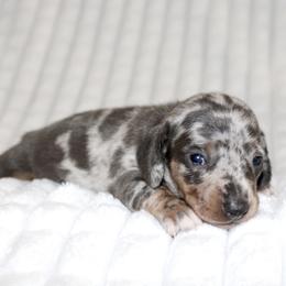Miranda (small) - Dapple female Dachshund puppy in Fairfax, Iowa from Grayson’s Lovable Dachshunds