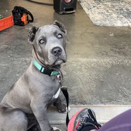 Cane Corso Puppies from Venom Cane Corsos