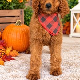 AKC Bella - Red  female Poodle puppy in Cape Coral, Florida from Ruby the poodle