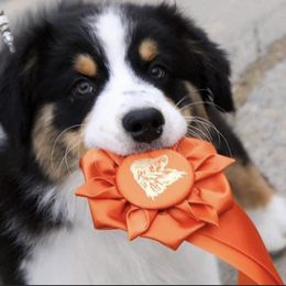 Australian Shepherd Puppies from Sweet Magnolia Aussies