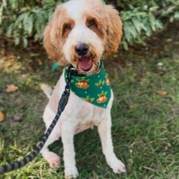 Addy - Parti female Goldendoodle puppy in Cocoa, Florida from The Coastal Homestead