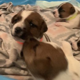 Great Dane and Russell Terrier Puppies from Claddagh Pastures