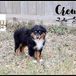 Crew - Black tri male Miniature Australian Shepherd puppy in Madisonville, Texas from Flying LL Aussies