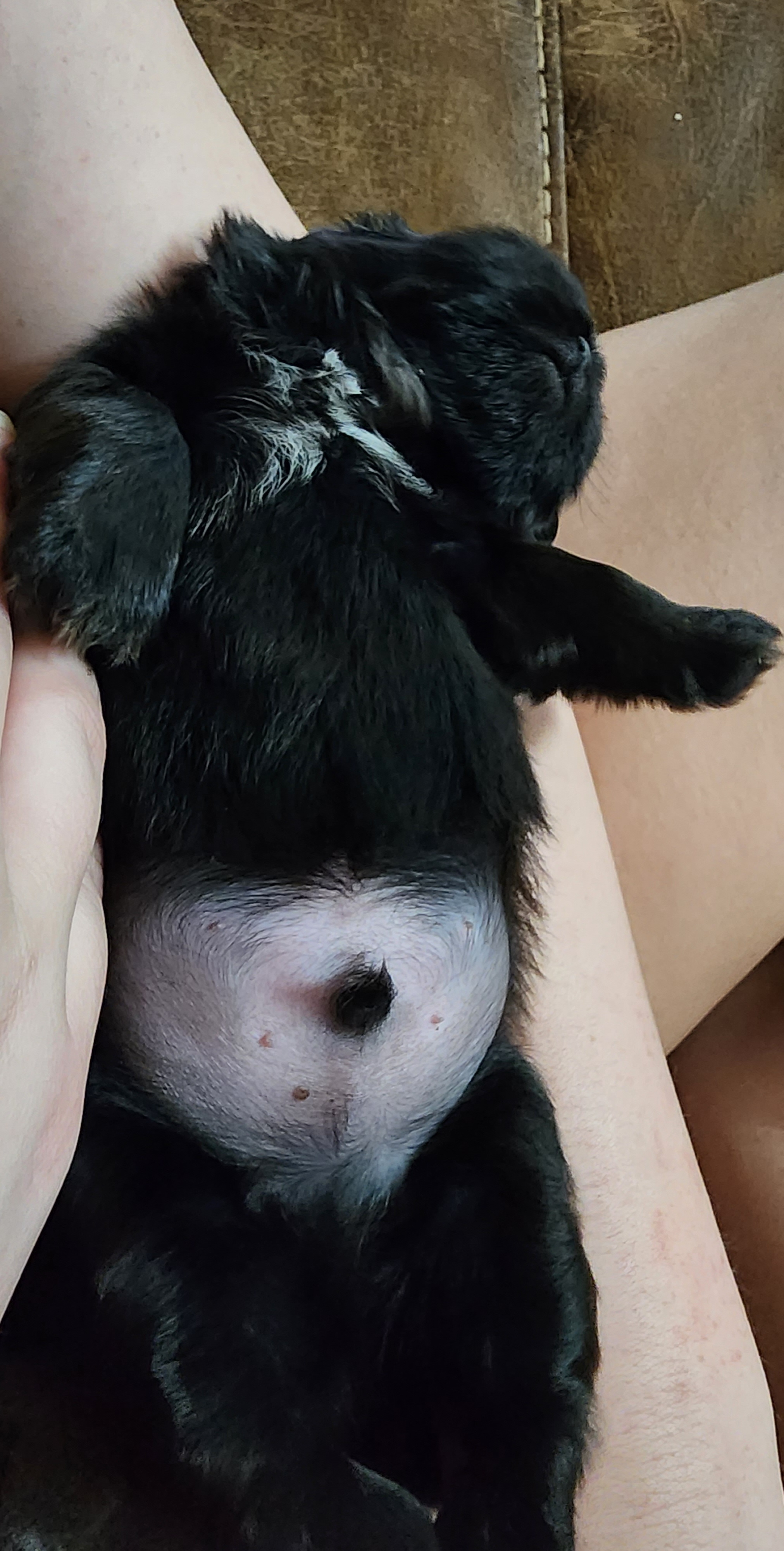 Shih Tzu Puppies from Keepin' it X-tra Shih-Tzu