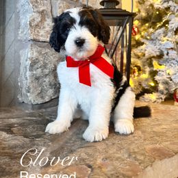 Clover - Black and white female Bernedoodle puppy in Salina, Oklahoma from Hudson Shore Bernedoodles