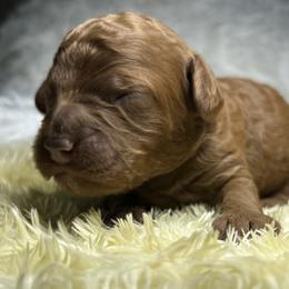 Pepper - Red  male Poodle puppy in Jensen Beach, Florida from Pineapple Poodles