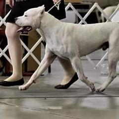 Tabare - Dogo Argentino