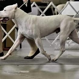 Tabare - Dogo Argentino