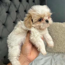 Ozzy - Cream and white male Shih Tzu puppy in Monrovia, California from Sunrise Shihtzu Blossom