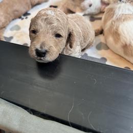 Bernedoodle, Cockapoo, and Goldendoodle Puppies from Avery Doodle Day LLC