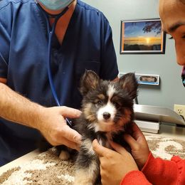 Pomsky Puppies from Candyland Pomskies