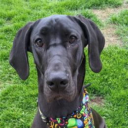 Great Danes from Joyel's Great Danes