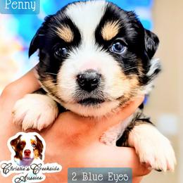 Penny - Black tri female Miniature Australian Shepherd puppy in Punta Gorda, Florida from Christie's Creekside Aussies