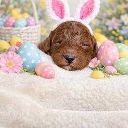 Shane - Red  male Poodle puppy in Fresno, California from Bell’s Poodles Of California