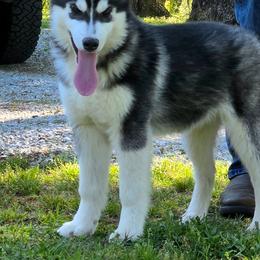 Bandit - Black and white male Siberian Husky puppy in Carnesville, Georgia from Southern Magnolia Siberians