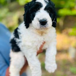 Sugar - Black and white female Bernedoodle puppy in Natural Bridge, Virginia from Rockbridge Puppies