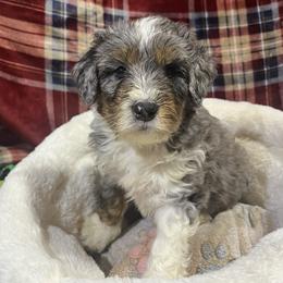 Powder - Blue merle male Bernedoodle puppy in Springfield, Missouri from Doodle Dandy Bernedoodles & Aussiedoodles