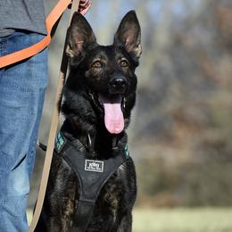 German Shepherds from WMD German Shepherds