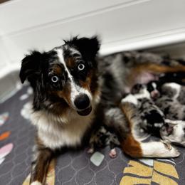 Fancy - Miniature Australian Shepherd