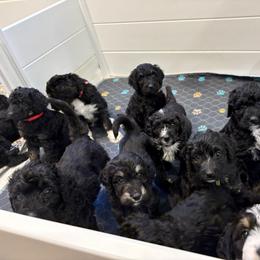 Bernedoodle Puppies from Paws of the Vineyard