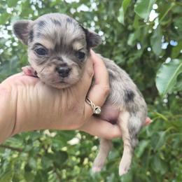 Aegon (AKC) - Merle male Chihuahua puppy in Silver Summit, Utah from Snow Peak Kennel