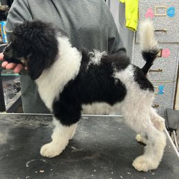 Poodle Puppies from Shellie’s Poodle Patch