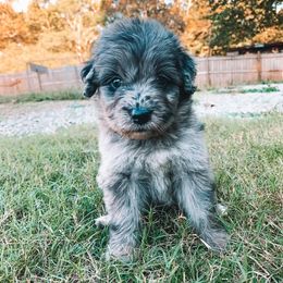Aussiedoodles and Miniature Australian Shepherds from M&M Aussies and Doodles