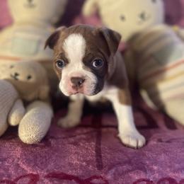 Colt Jr - Red male Boston Terrier puppy in Tampa, Florida from Bayshore Boston Terrier’s