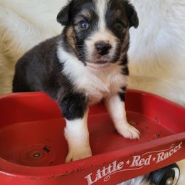 Australian Shepherd Puppies from Red Wagon Aussies