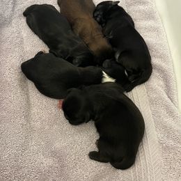 Shih Tzu Puppies from Shih Tzu Dreams Come True