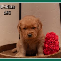 Elphaba (Elphie) - Dark golden female Golden Retriever puppy in Driggs, Idaho from SK Golden Retrievers