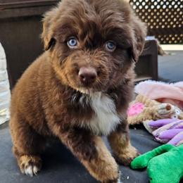 Hershey - Red tri-color male Australian Shepherd puppy in Fultonville, New York from Sandy Aussies & Pomeranians