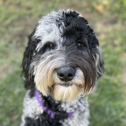 Bowie - Goldendoodle