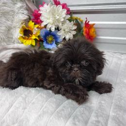 Fancy - Liver female Shih Tzu puppy in Elgin, South Carolina from Silver Bells Paw Prints