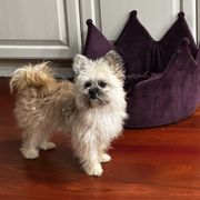 Uzzi - Mi-Ki puppy from Metro Mi-kis
