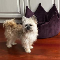 Uzzi - Mi-Ki puppy from Metro Mi-kis