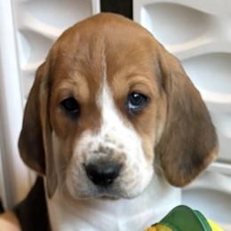 Male 4 - Black - Black white and tan male Harrier puppy in Waxhaw, North Carolina from Darkfire Harriers