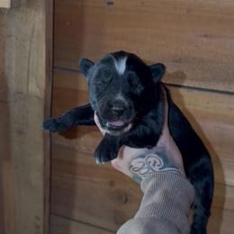 Girl 1 - Black and white female Siberian Husky puppy in Iron River, Wisconsin from Wiemeri Siberians