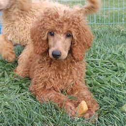Yellow Collar Boy - Red  male Poodle puppy in Westminster, Massachusetts from APAW Poodles