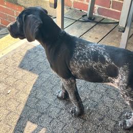 Black Girl 9222 - Black and white female German Shorthaired Pointer puppy in Spring Hope, North Carolina from Hogan’s Lowrider Hounds