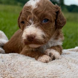 Girl 1 - Red  female Goldendoodle puppy in Wesson, Mississippi from Southern Country Doodles