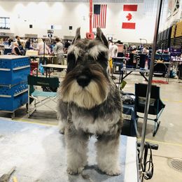 Miniature Schnauzer Puppies from MoonShadows Miniature Schnauzers