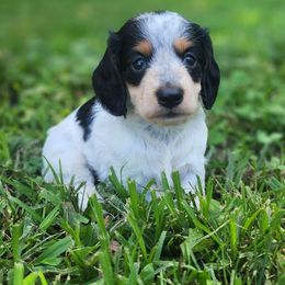 Cookies and cream - Piebald female Dachshund puppy in Goodman, Missouri from Jessica's Dashing Dachsunds and Fancy Frenchies