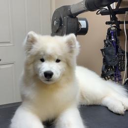 Bow collar girl - White female Samoyed puppy in Broomfield, Colorado from Klondike Snow Samoyeds