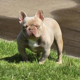 Paper Trail - French Bulldog