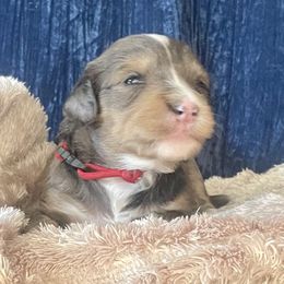 Bernedoodle Puppies from NorCal Doodle or Two