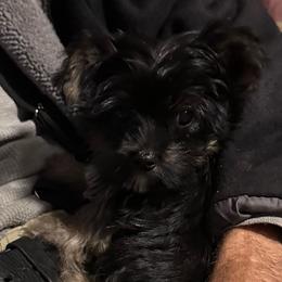 Little Gizmo - Black and tan male Yorkshire Terrier puppy in Eden, Maryland from Canines  Unlimited